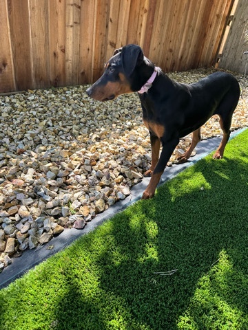 Doberman Pinscher – Looking for a forever Home
