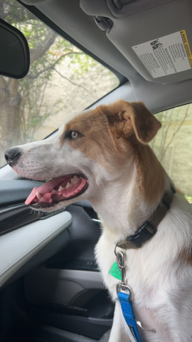 Australian Shepherd – Need To Rehome Fast