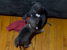 American Pit Bull Terrier - puppy pitbull (Grey) available for adoption in Rock Island
