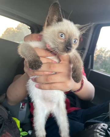 Siamese – kitten Siamese