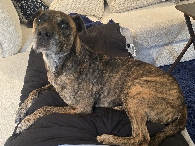 Mixed Breed – Looking Rehome House Trained Brindle Mixed Breed – Winter Haven