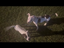 American Pit Bull Terrier – she is a bully very playful – Tallahassee