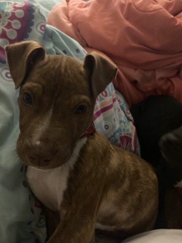 American Pit Bull Terrier – PIt puppies