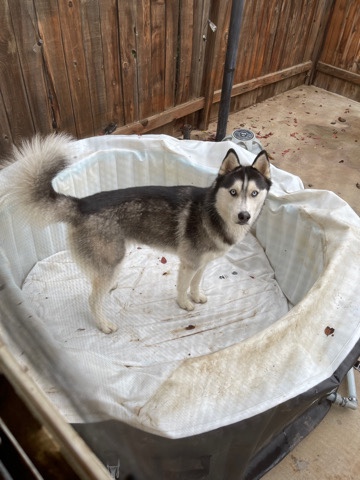 Siberian Husky – Kona needs a good home.