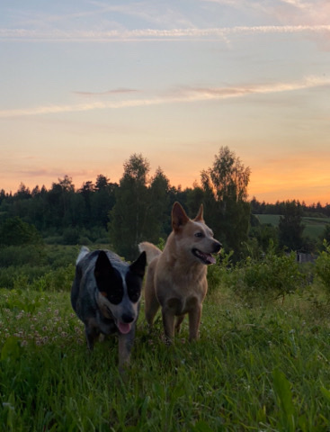 Australian Cattle Dog – Australian cattle dog