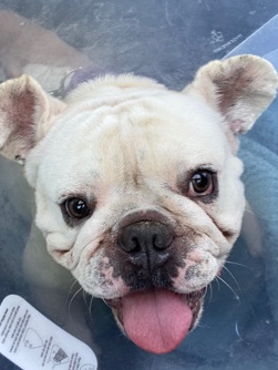 French/English Bull dog