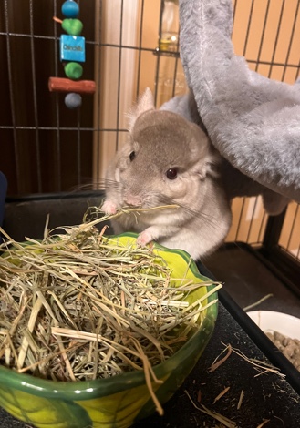 chinchilla – Chinchilla