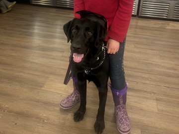 Labrador Retriever – Onyx, the loyal black lab – Hamilton