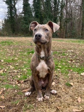 American Pit Bull Terrier – Achilles
