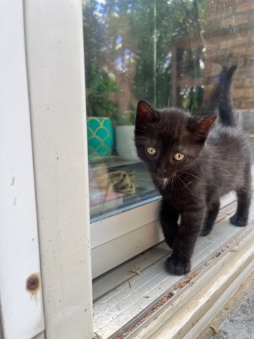 American Shorthair – American Shorthair Black Kitten
