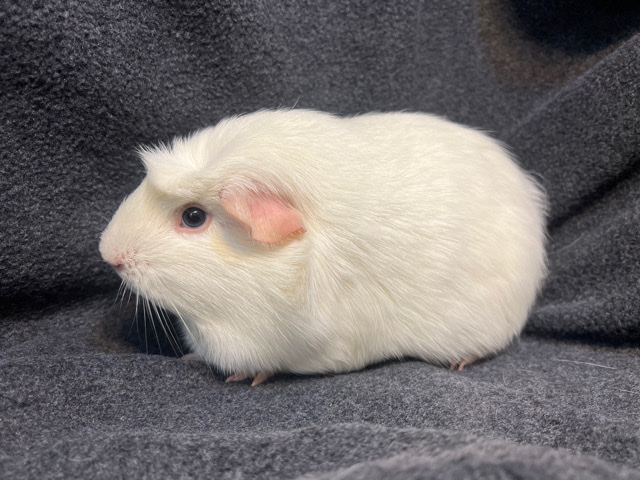Giunea Pig Adoption