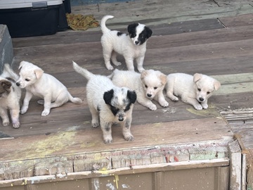 Australian Cattle Dog – Australian Cattle Dog Available for Rehoming in Belton – Belton