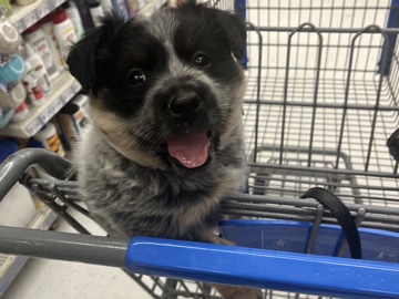 Lancashire Heeler - Milo  available for adoption in Buckhannon