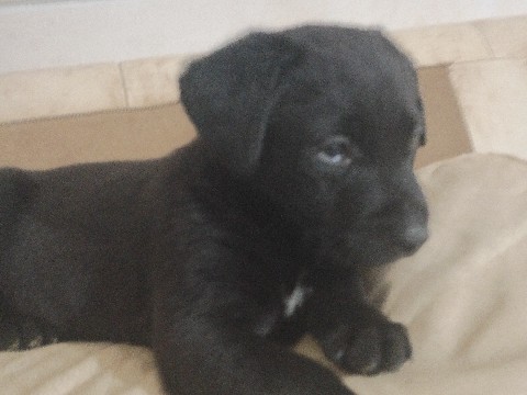 Labrador Retriever – 8 black Labrador retriever puppies – Concord