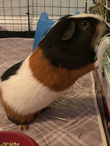 Pumpkin