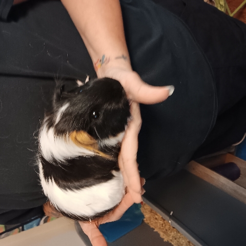 Selling my Guinea Pigs