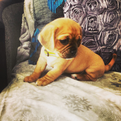 girl Pugaliers