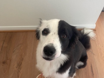 two yr old border collie mix – Alvin