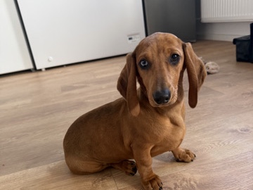 Dachshund – Wunderschöne Merle-Dackelwelpen – Halle