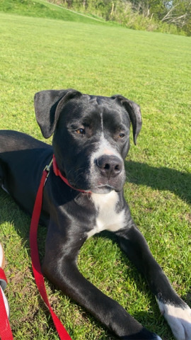 Staffordshire Bull Terrier – Staffy puppy for sale