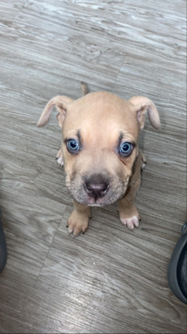 American Bulldog – Bully X Pit Dog