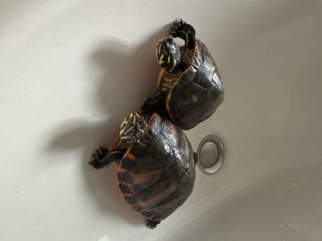 🐢🐢 – Neustadt an der Aisch