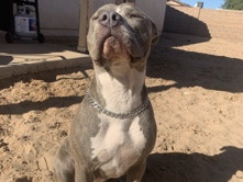 American Pit Bull Terrier – Lani (Blue nose) – Yuma