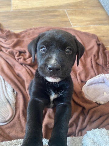 Labrador Retriever – 7 beautiful Dalmatian Husky / Labrador puppies