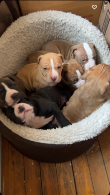 American Pit Bull Terrier – American Pit Bull Terrier