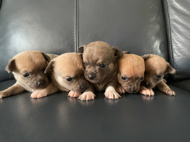 Chihuahua – Pedigree chihuahua puppies, dwkc registered