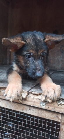 German Shepherd – German shepherd