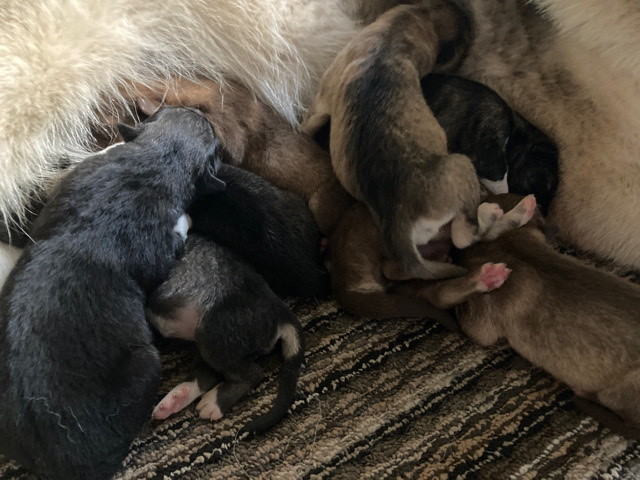 Alaskan Malamute – Alaskan Malamute Puppies