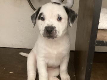 staffordshire pups in need of good home