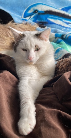 Bombay – Alfie