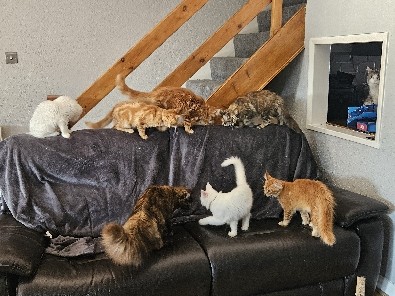 Maine Coon – playful Mainecoon kittens – Bletchley