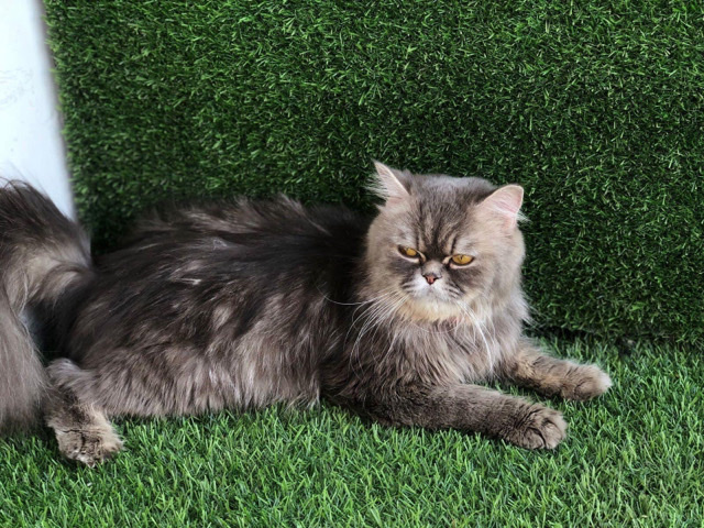Persian (Modern) – Punch face persian cat