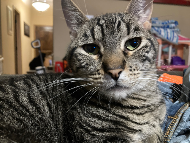 American Shorthair – very sweet cat