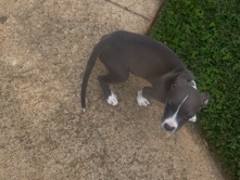 American Pit Bull Terrier – diamond – Greer