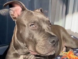 American Staffordshire Terrier – Don chien – recherche famille disponible – Sarcelles