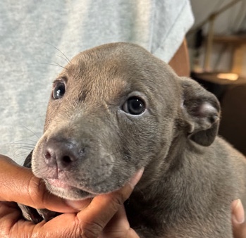 American Pit Bull Terrier – Maximus