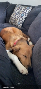 Siberian Husky – Need good home for Alvin