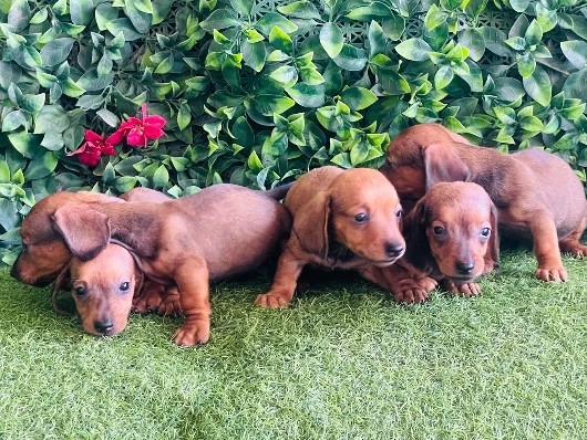 Dachshund – Dachshund Mini – Abu Dhabi