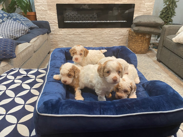 English Cocker Spaniel – puppies cockapoo