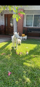 Akita – akitas puppies for sale
