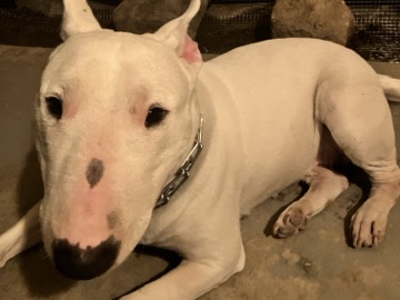 Bull Terrier – bullterrier for free – Brawley