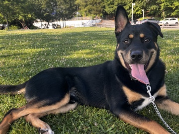 Rottweiler – Rocky – Port Jefferson Station