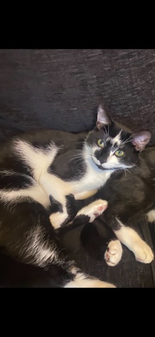 British Semi-longhair – loki