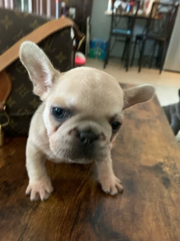 French Bulldog – Mini the Micro Frenchie