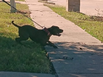 American Pit Bull Terrier – 2 Pitbull dogs