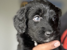 Australian Shepherd – Mini Aussiedoodle Puppy – Looking for Her Forever Home 🐾 – Lakewood